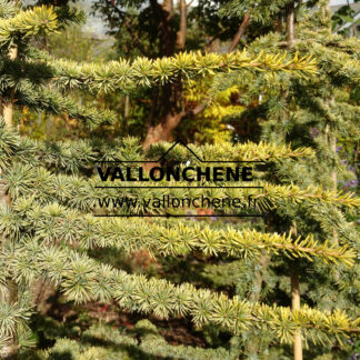 CEDRUS libani ssp. atlantica 'Aurea' en Octobre