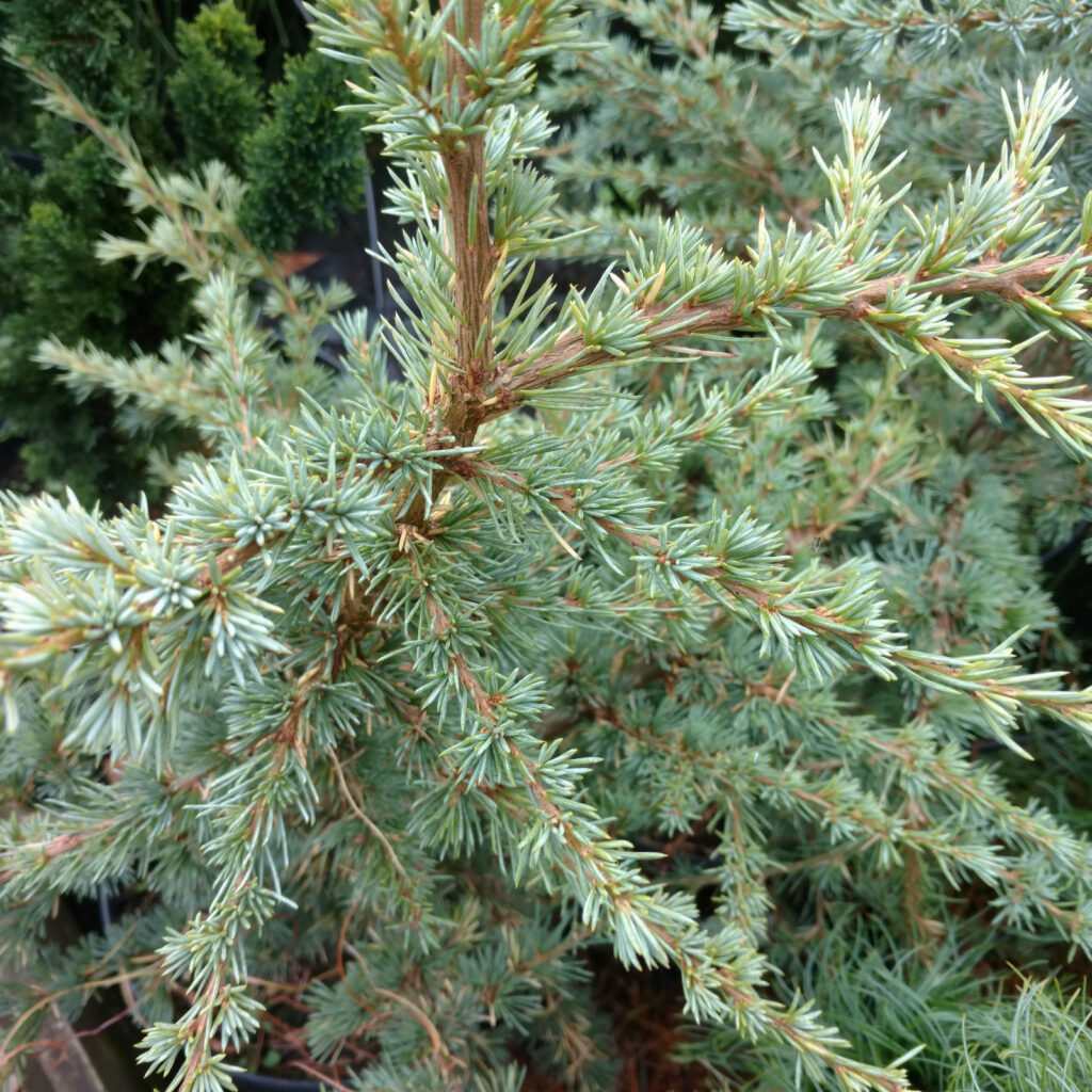 CEDRUS libani ssp atlantica 'Saphire Nymph' dwarf Atlas cedar