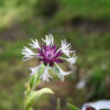 CENTAUREA montana ‚Amethyst in Snow‘ en Juillet