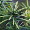 CEPHALOTAXUS harringtonia ‘Korean Gold’ en Novembre