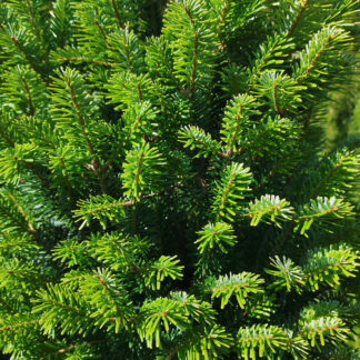 ABIES alba 'Fastigiata' en Août