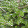 ABIES koreana 'Discus' en Novembre