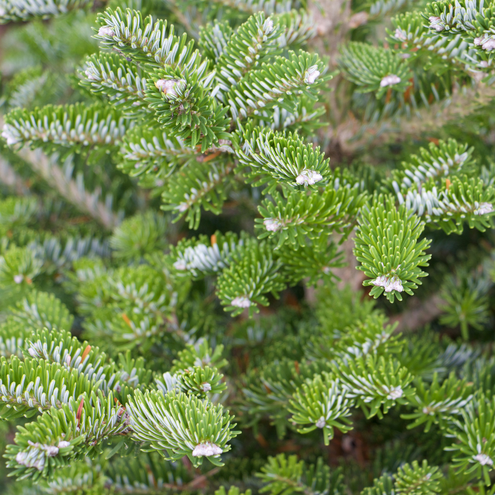 ABIES koreana ‚Discus‘ en Novembre