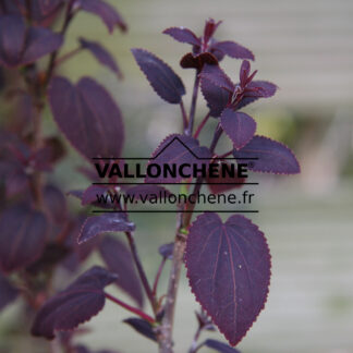 CERCIDIPHYLLUM japonicum 'Rotfuchs'