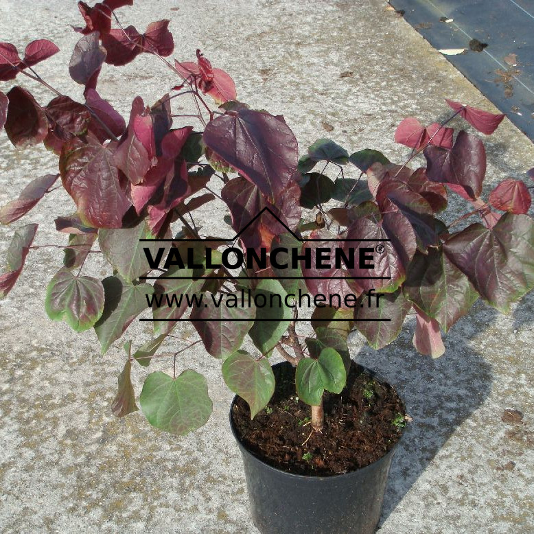 CERCIS canadensis 'Forest Pansy' en Octobre