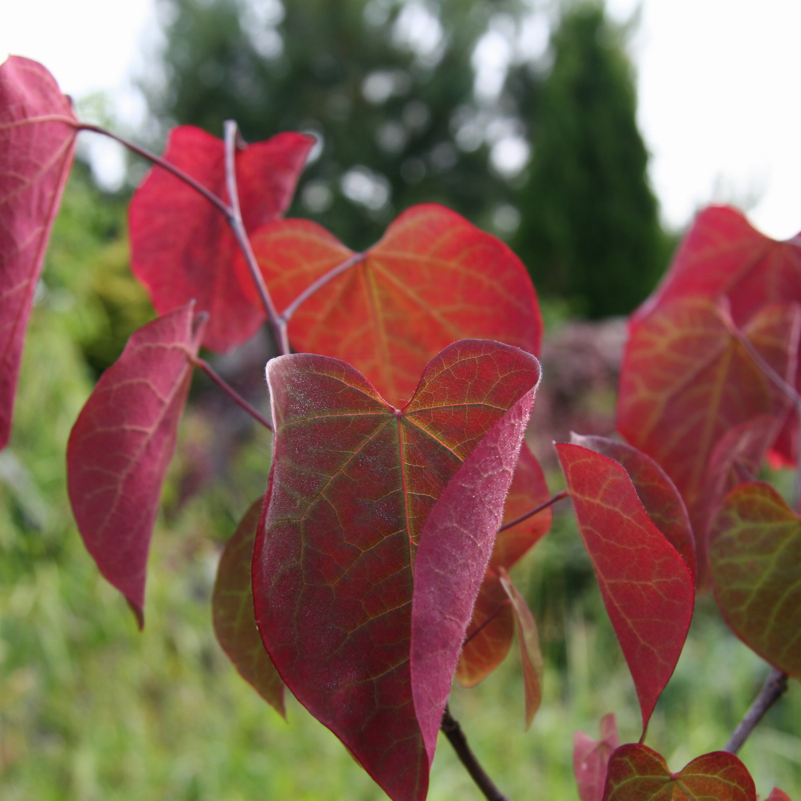 CERCIS canadensis 'Forest Pansy' en Juin
