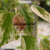 CERCIS canadensis 'Silver Cloud' en Juin