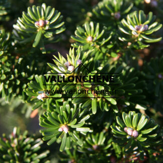 ABIES koreana 'Gait' en Novembre