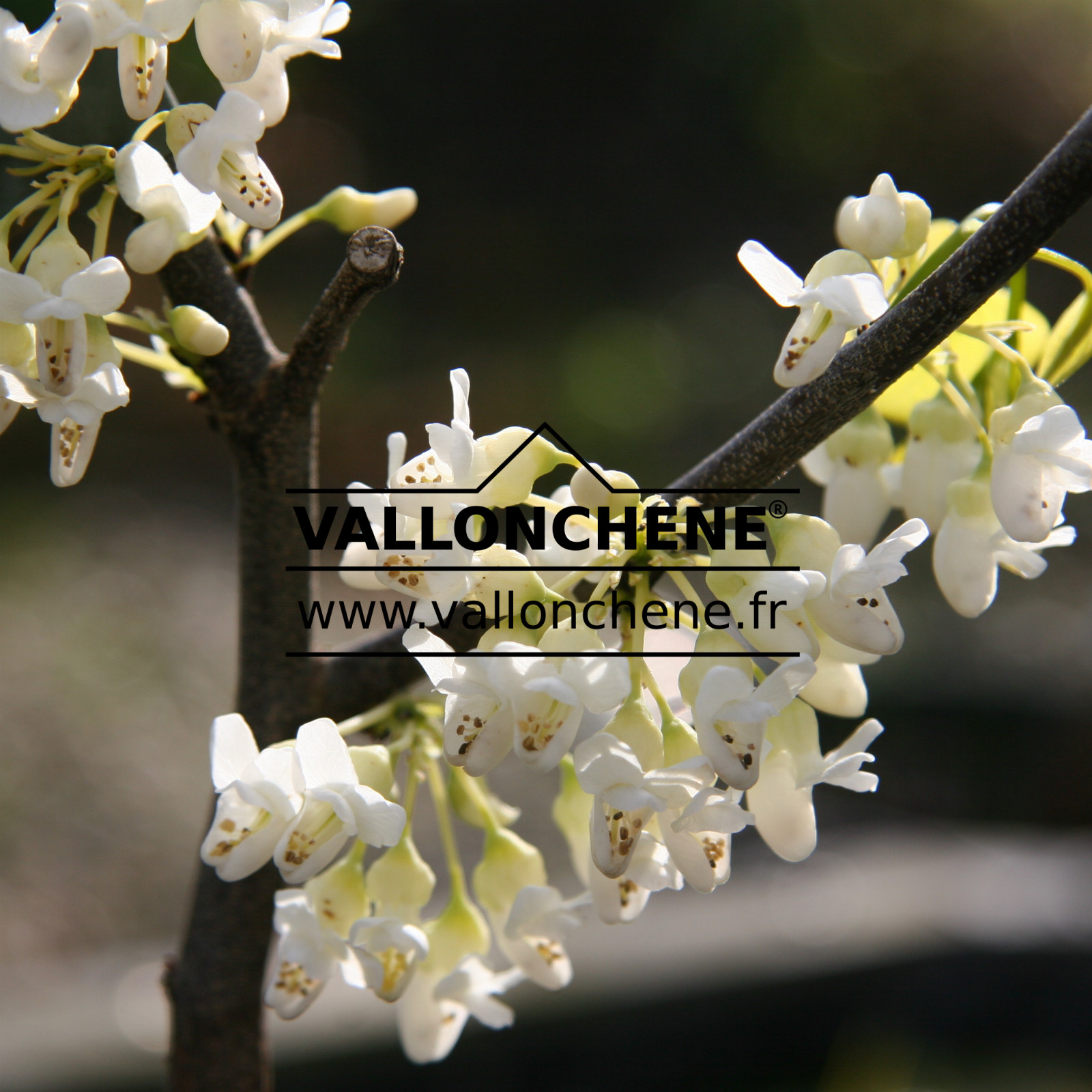 CERCIS canadensis 'Texas White' en Mai