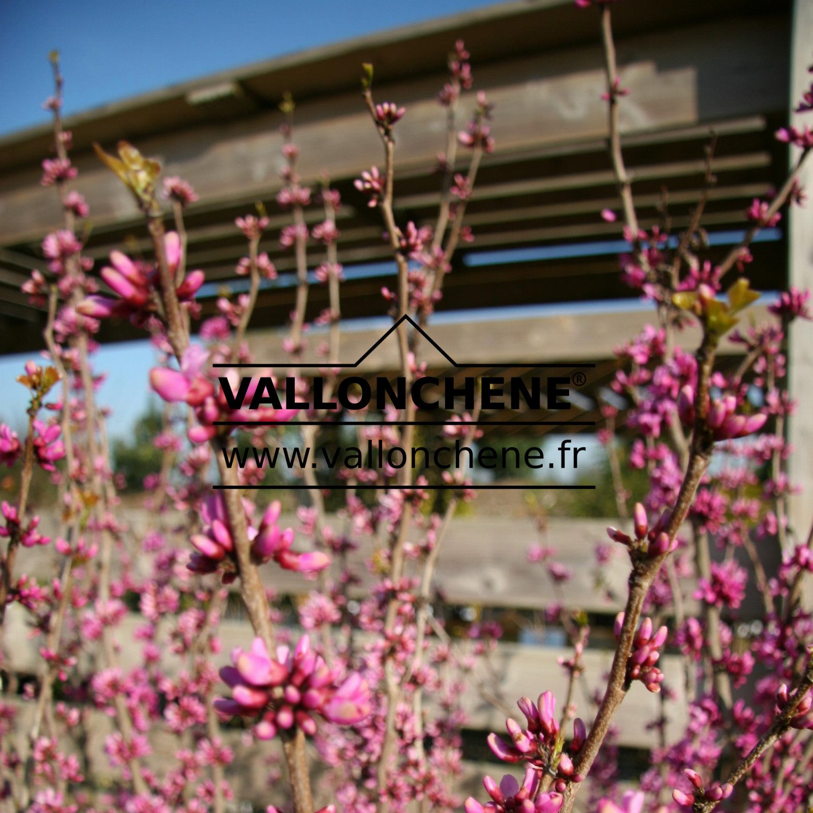 CERCIS chinensis 'Avondale' en Avril