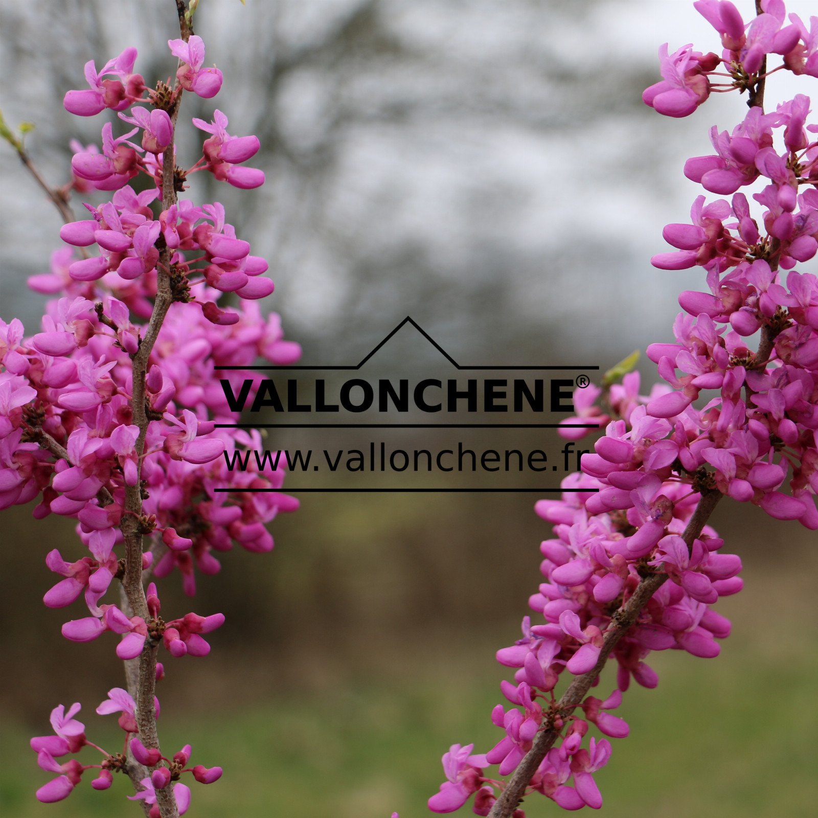 CERCIS chinensis ‚Avondale‘ en Mars