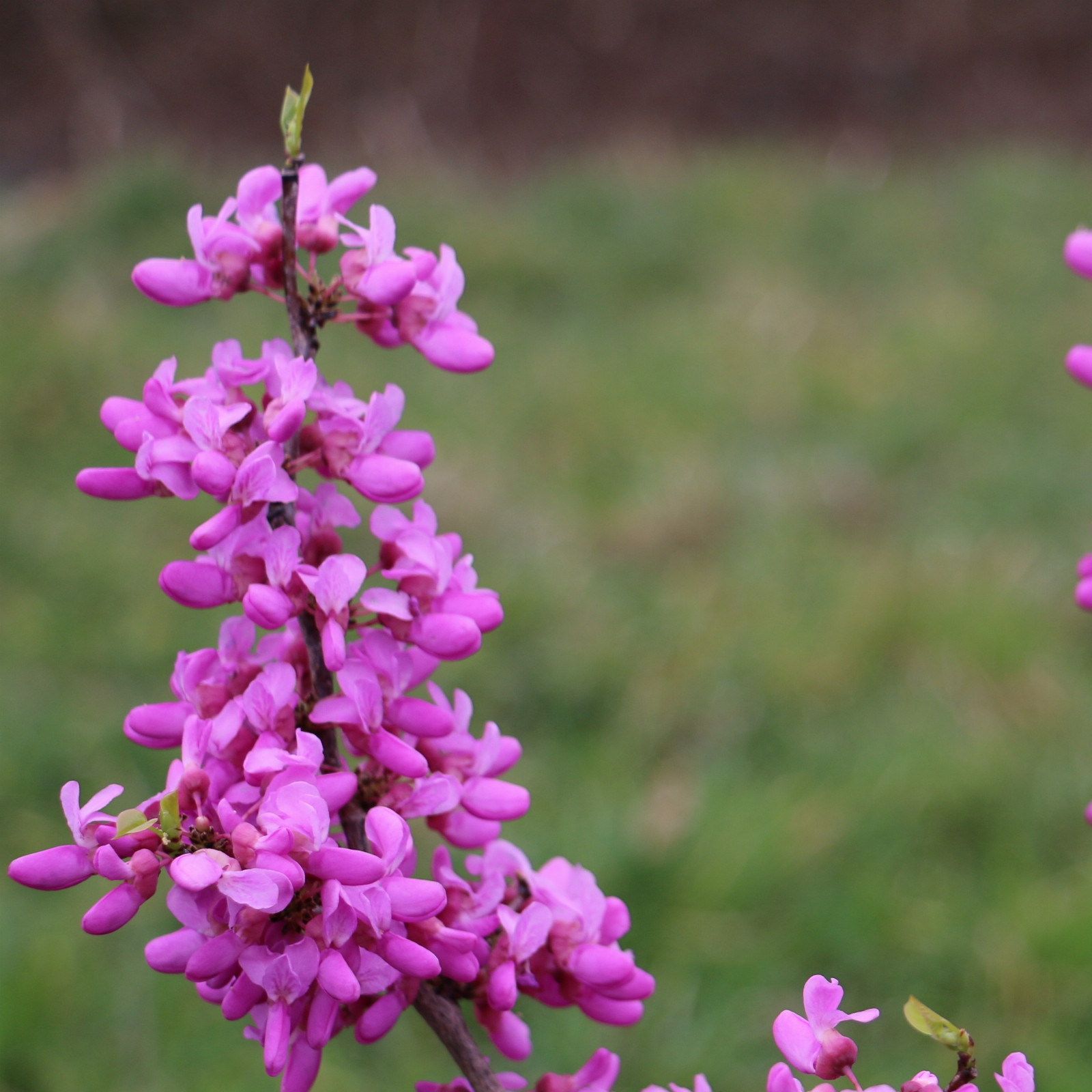 CERCIS chinensis 'Avondale' en Mars