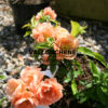 CHAENOMELES x superba ‘Cameo’ en Avril