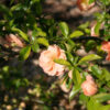 CHAENOMELES x superba ‘Cameo’ en Avril
