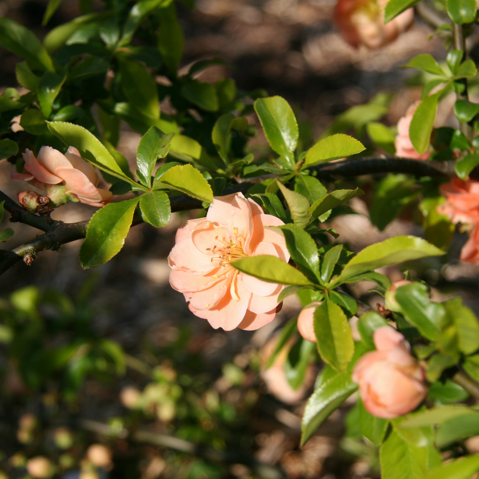 CHAENOMELES x superba ‘Cameo’ en Avril