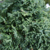 CHAMAECYPARIS lawsoniana ‚Brégeon‘ en Janvier