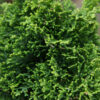 CHAMAECYPARIS lawsoniana ‚Brégeon‘ en Novembre