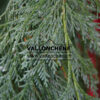 CHAMAECYPARIS lawsoniana 'Dik's Weeping' en Octobre
