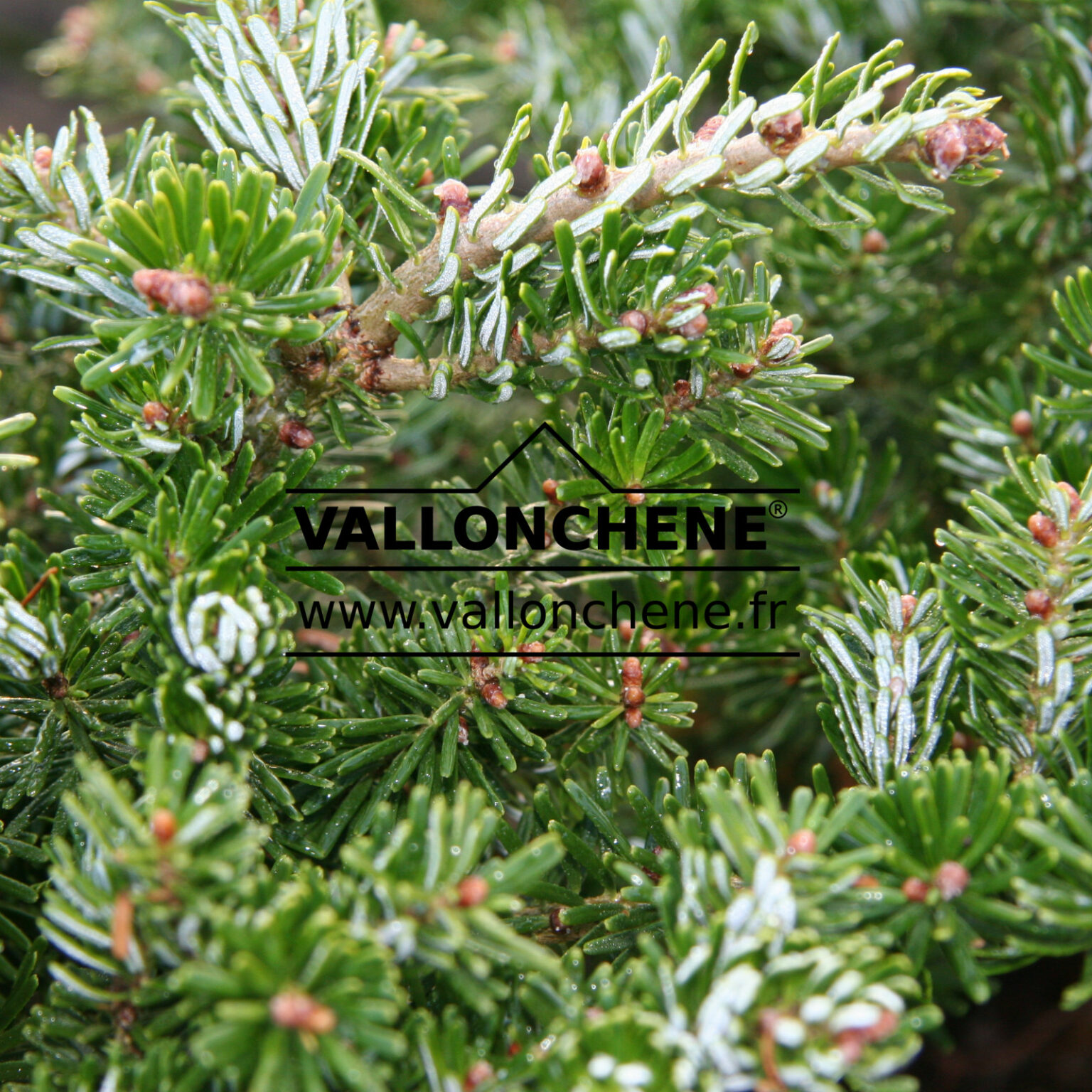ABIES koreana 'Green Carpet' Korean fir