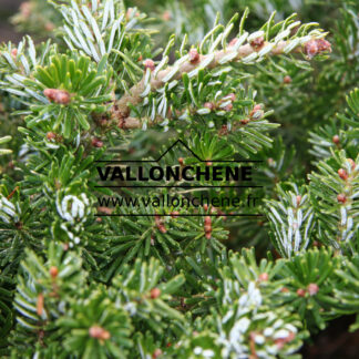 ABIES koreana 'Green Carpet' en Octobre