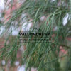 CHAMAECYPARIS lawsoniana 'Drooping Solo' en Mars