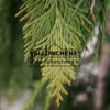 CHAMAECYPARIS lawsoniana ‚Filip’s Golden Tears‘ en Mars