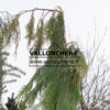 CHAMAECYPARIS lawsoniana ‚Filip’s Golden Tears‘ en Mars