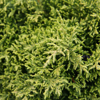 CHAMAECYPARIS lawsoniana 'Forsteckensis' en Novembre