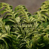 CHAMAECYPARIS lawsoniana ‚Jeanette‘ en Novembre