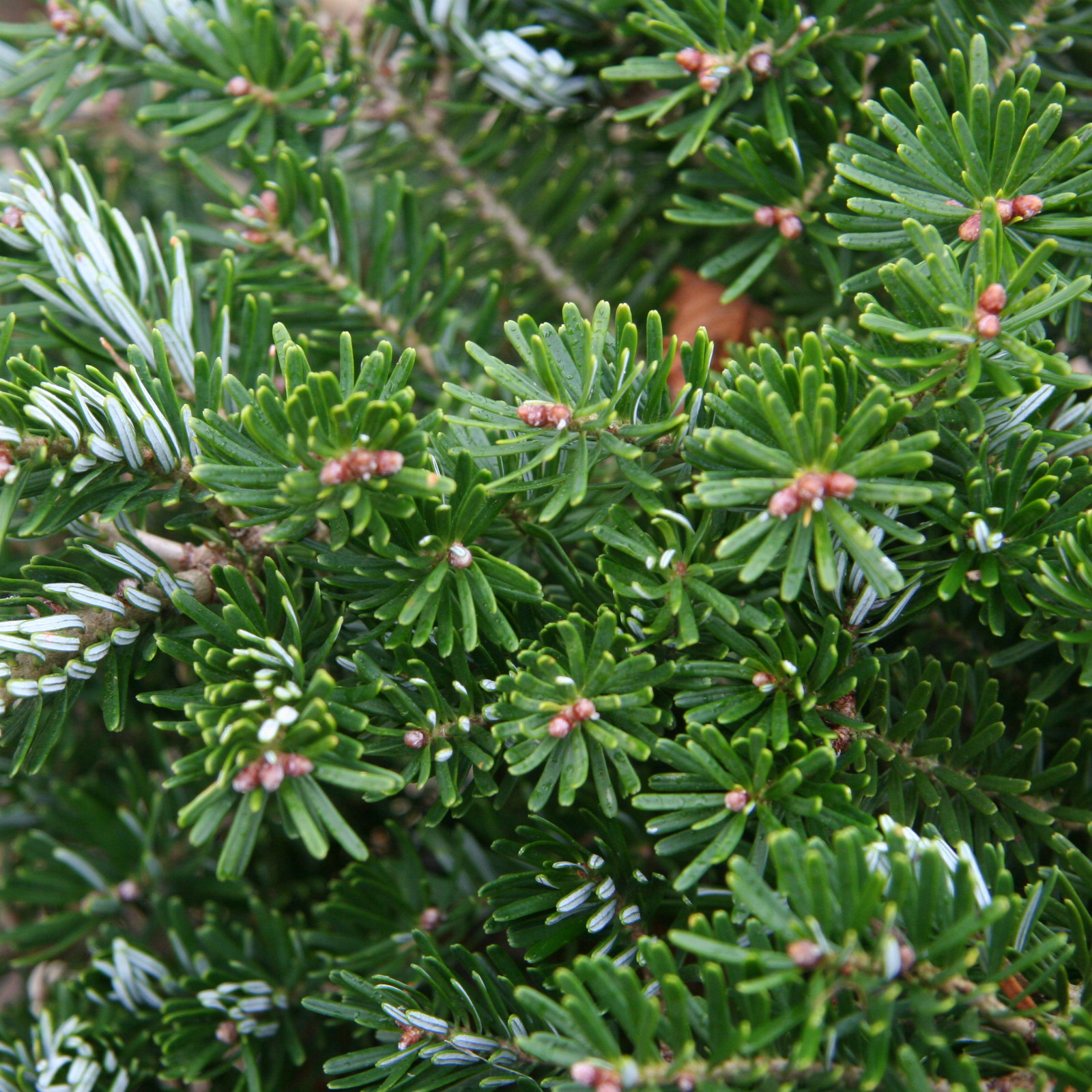 ABIES koreana ‚Green Carpet‘ en Novembre