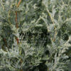 CHAMAECYPARIS lawsoniana 'Matthijs' en Novembre