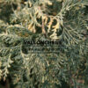 CHAMAECYPARIS lawsoniana ‚Pearly Swirls‘ en Avril