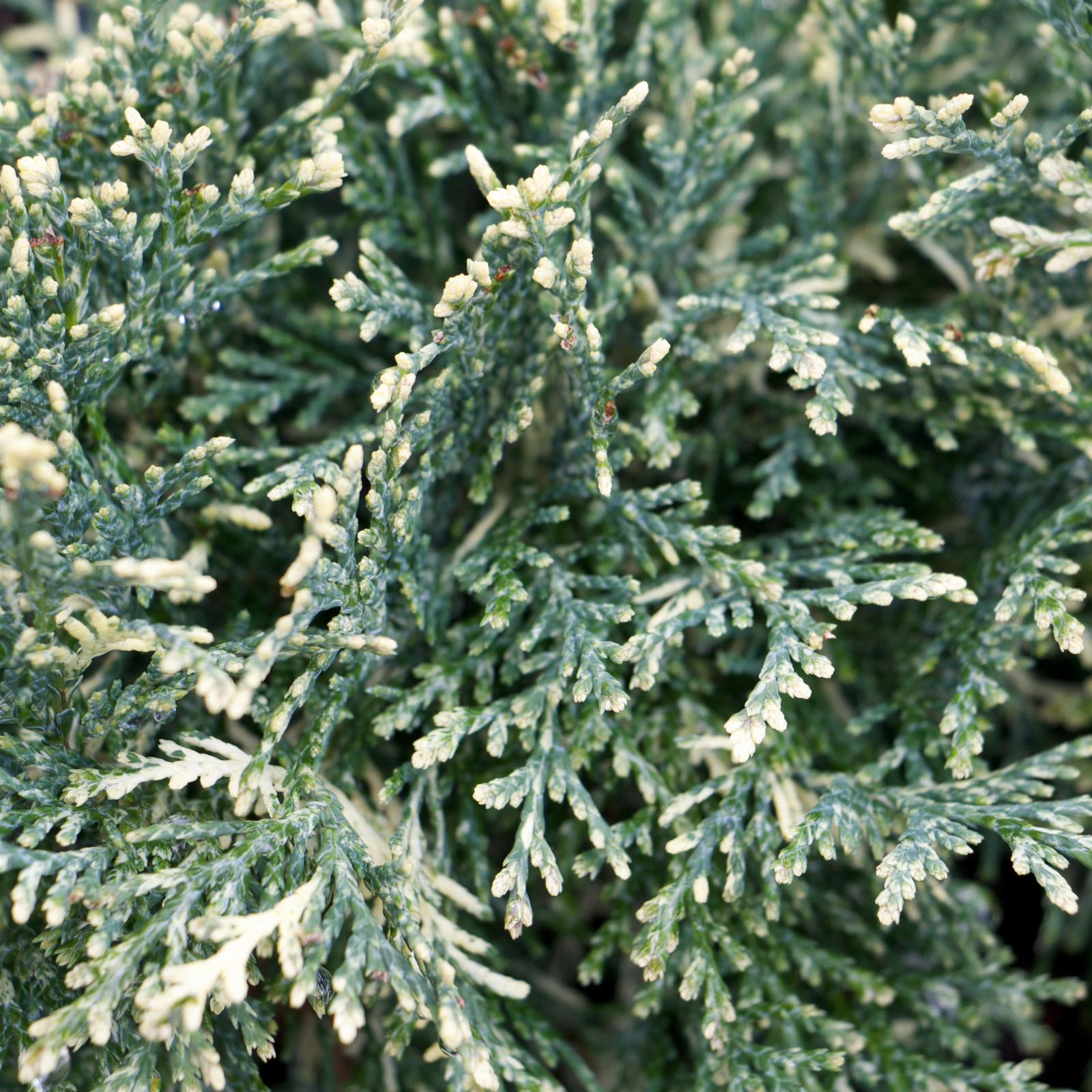 CHAMAECYPARIS lawsoniana ‘Pearly Swirls’ en Mars