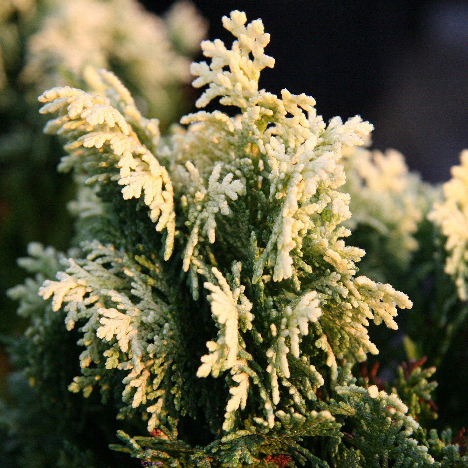 CHAMAECYPARIS lawsoniana 'Pygmaea Argentea' en Octobre