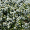 ABIES koreana ‚Kohout’s Icebreaker‘ en Avril