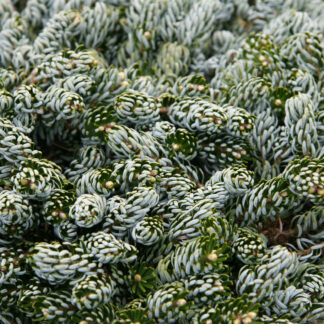 ABIES koreana 'Kohout's Icebreaker' en Avril