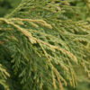 CHAMAECYPARIS nootkatensis 'Aldrich Mt.' en Novembre