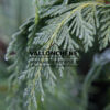 CHAMAECYPARIS nootkatensis 'Green Arrow' en Octobre