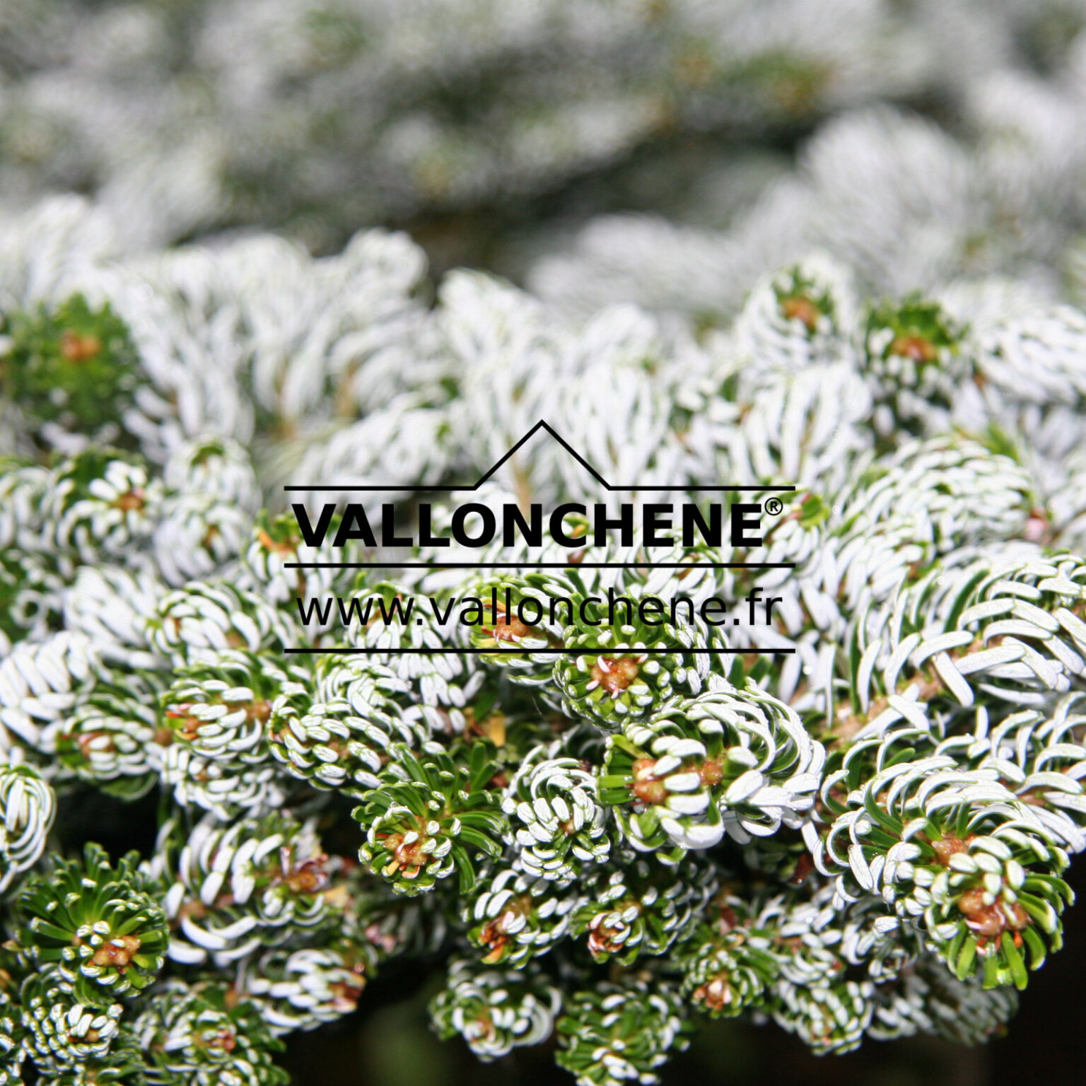 ABIES koreana ‘Kohout’s Icebreaker’ - sapin de Corée