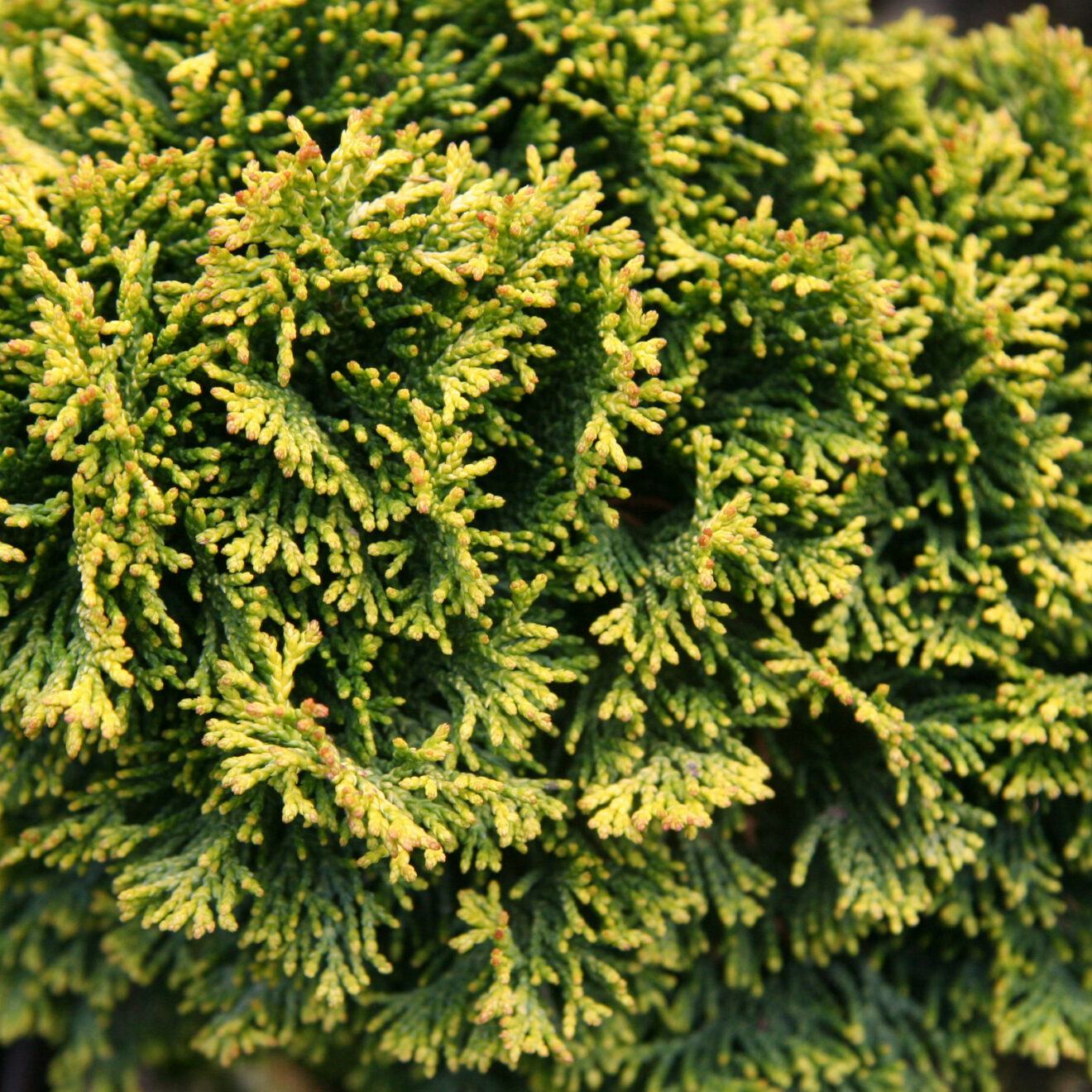 CHAMAECYPARIS obtusa &lsquo;Butter Ball&rsquo; - hinoki cypress