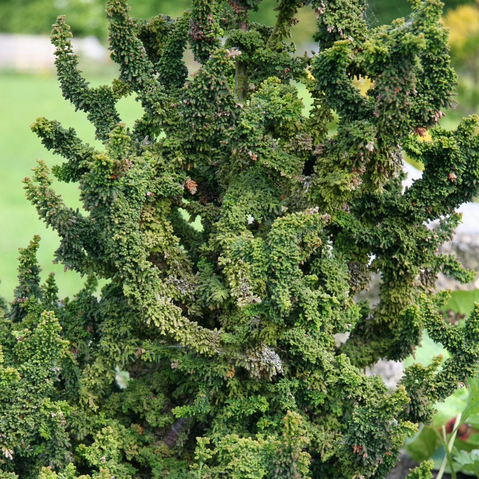 CHAMAECYPARIS obtusa 'Chirimen' en Juin