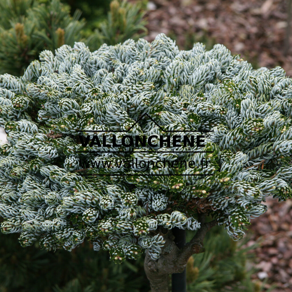 ABIES koreana ‘Kohout’s Icebreaker’ - sapin de Corée