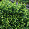 CHAMAECYPARIS obtusa ‘Elf’ en Mars