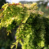 CHAMAECYPARIS obtusa ‚Fernspray Gold‘ en Octobre