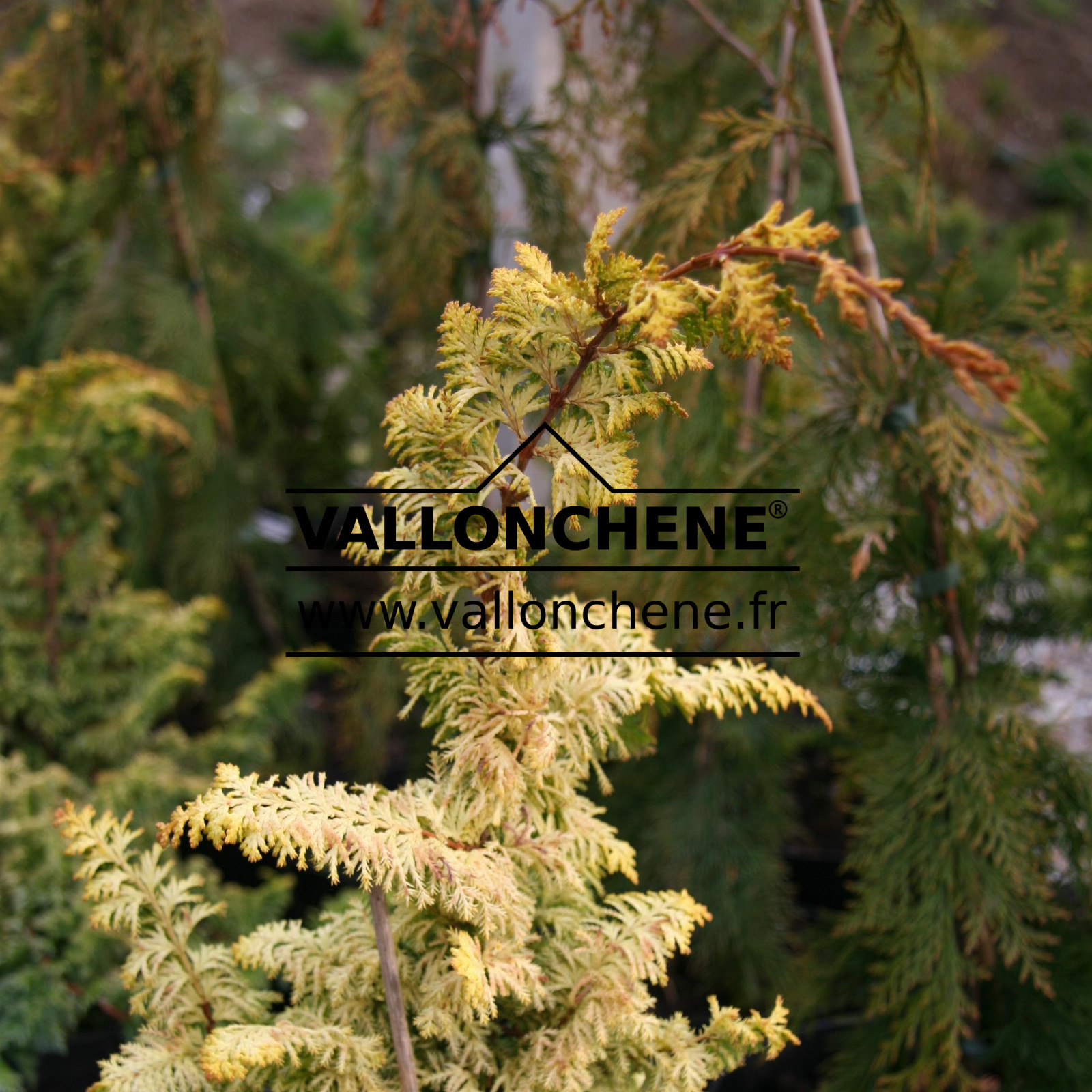 CHAMAECYPARIS obtusa ‚Golden Fern‘ en Avril