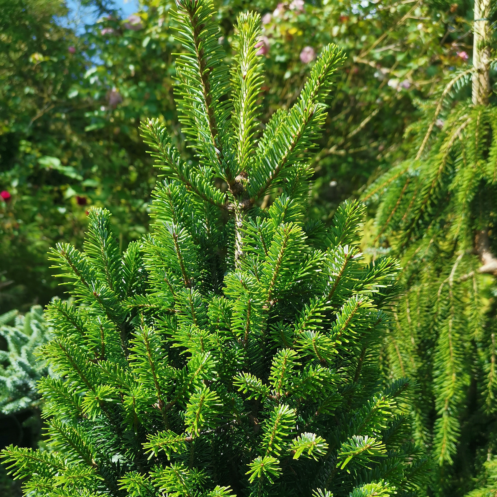 ABIES alba ‘Fastigiata’ en Août