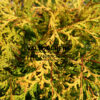 CHAMAECYPARIS obtusa ‚Kamarachiba‘ en Mars
