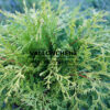 CHAMAECYPARIS obtusa ‚Kamarachiba‘ en Mars