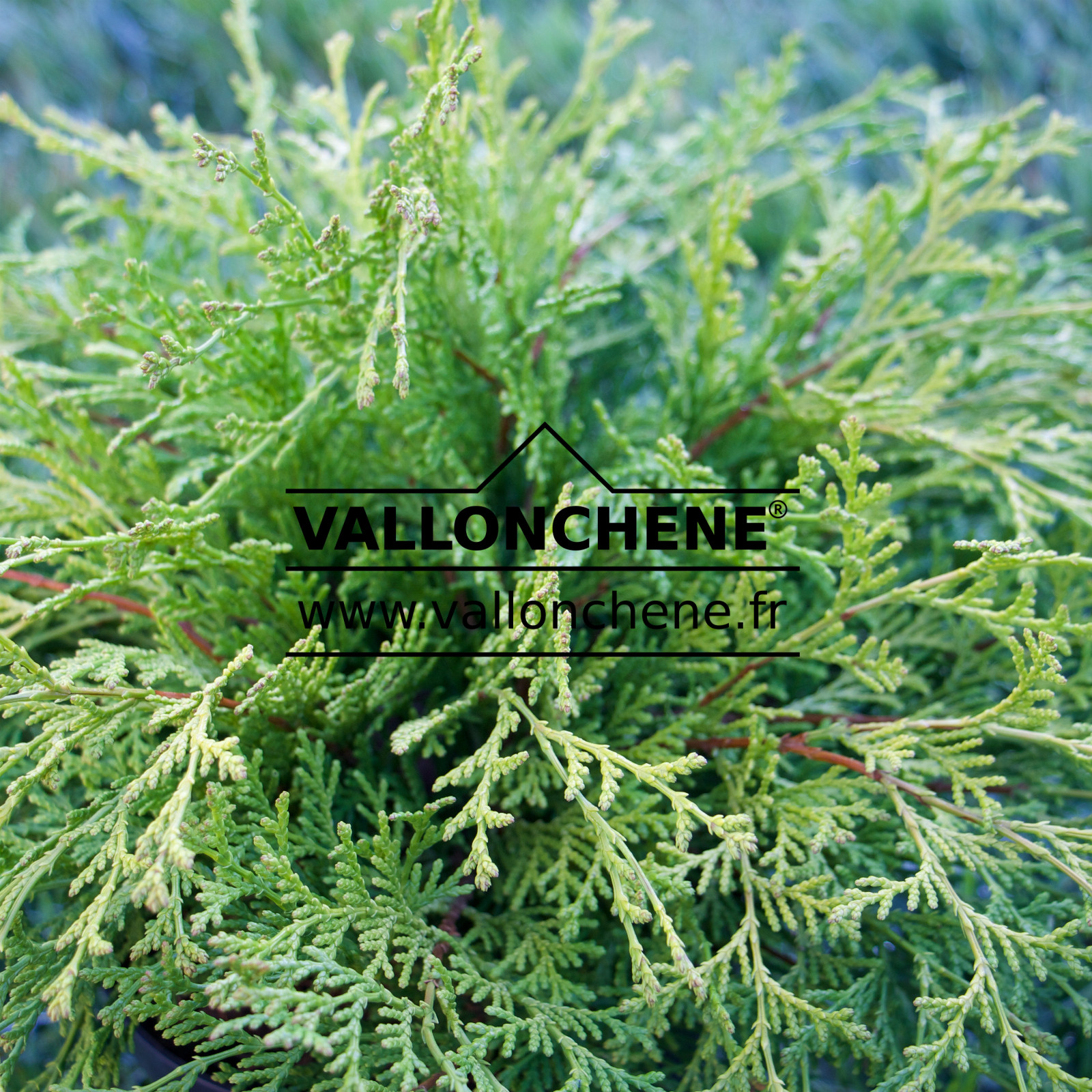 CHAMAECYPARIS obtusa 'Kamarachiba' en Mars