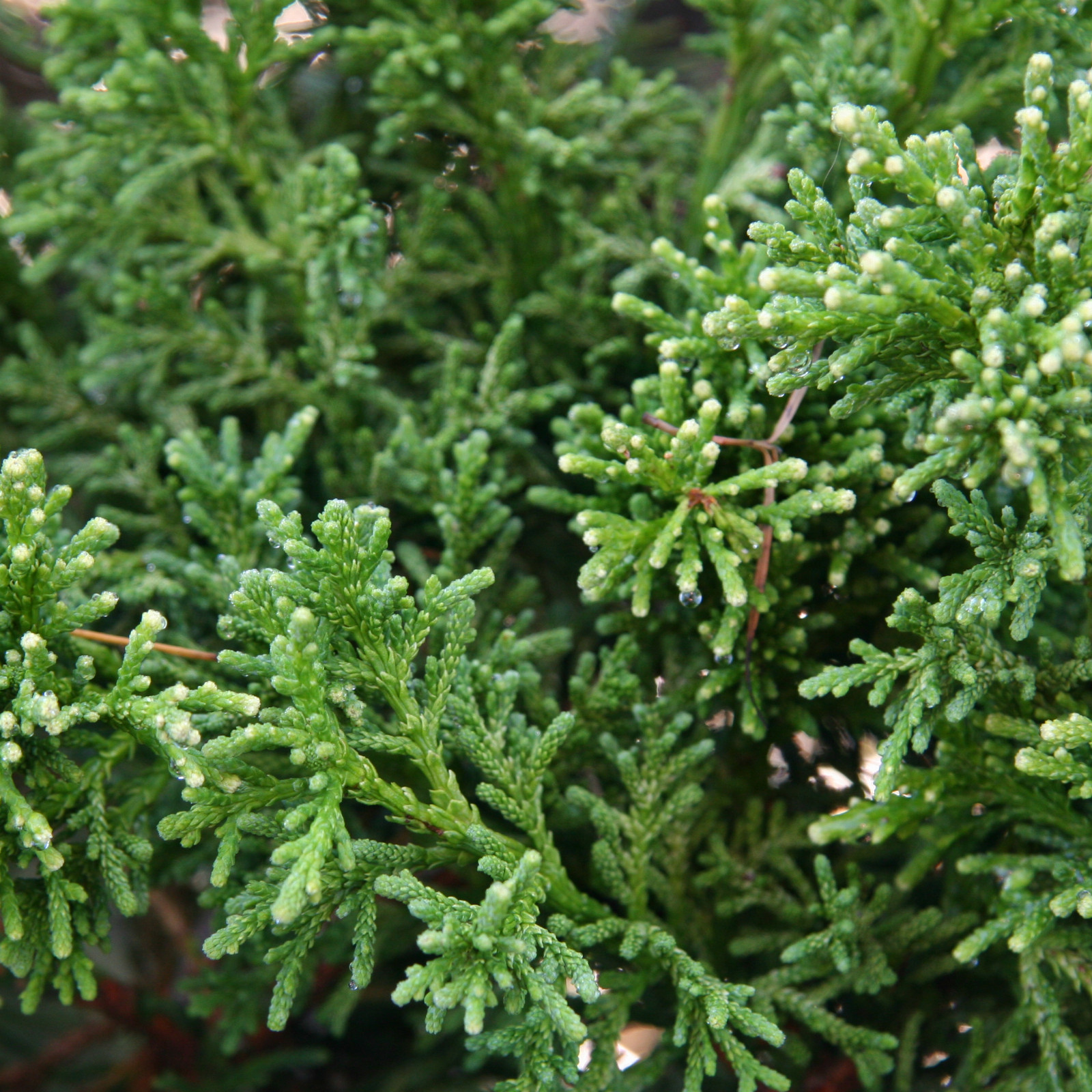 CHAMAECYPARIS obtusa ‚Lycopodioides Aurea‘ en Octobre